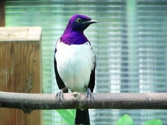 Leskoptev bělobřichá