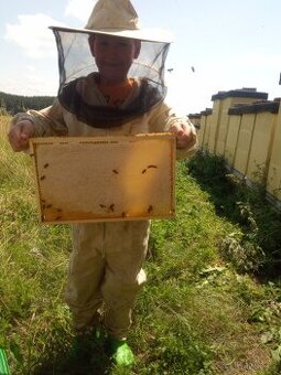 Vyzimovana včelstva, oddělky, včely