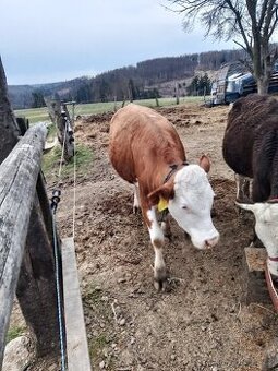 Prodám krmné pivovarské mlato