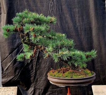 BONSAI, BONSAJ - MODRIN MODROLISTY - TOP 1