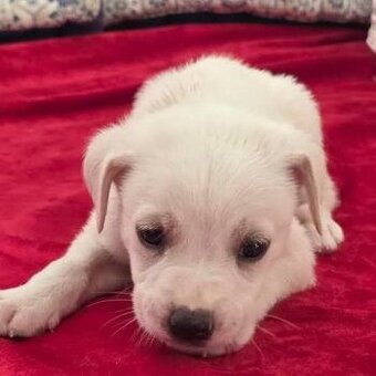 Labradorský retrívr