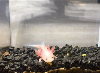 Axolotl růžový s černýma očima 5-6 cm