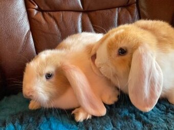 ROZTOMILÁ MIMINKA - ZB/ML akorát k odběru