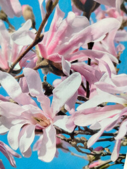 Prodám Magnolii (Šácholan) Stellata - růžová