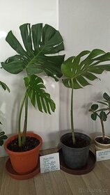 Rostlina Monstera - 1 list