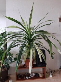 Velka pokojova rostlina - Chlorofyt (zelenec)