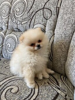 Pomeranian bez PP