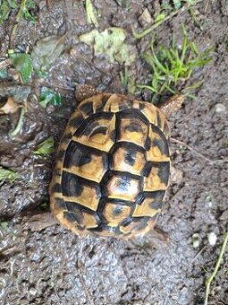 Testudo Hermanni, želva zelenavá - 1