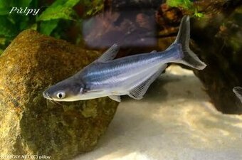 Sumeček žraločí (Pangasius sutchi)
