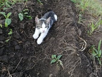 Bufi a Fili hledají milé páníčky.