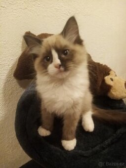 Koťata Ragdoll bez pp