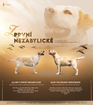 Labradorský retriever žlutá štěňata
