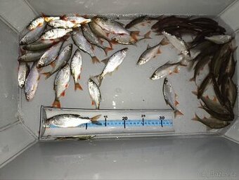 Nástrážní rybičky plotice, perlín 12-15 cm - 1