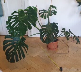 Monstera Deliciosa, 3 roky stará