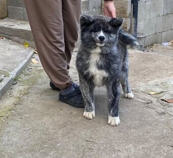 Štěňátka Akita inu s FCI/AKIHO průkazem původu již k odběru
