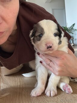 Štěňata Border kolie - kluci