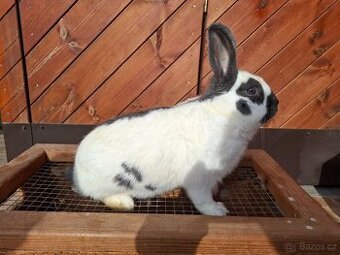 Český strakač modrý