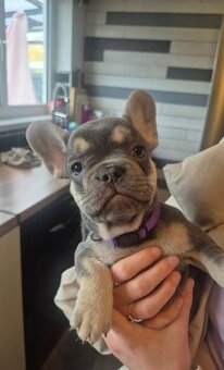 Francouzský buldoček