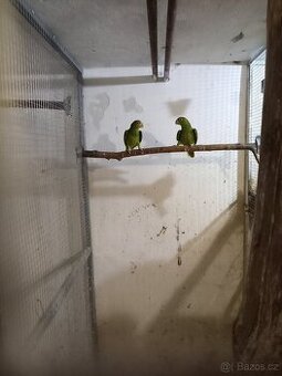 Prodám amazoňan běločelý