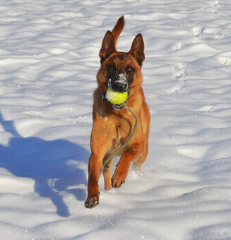 Belgický ovčák malinois na parťáka