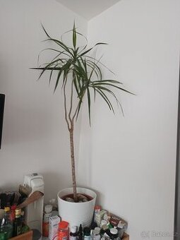 Dracena - dračinec