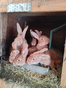 Prodám mladé králíky