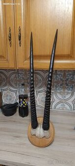 Trofej antilopa Oryx - 1