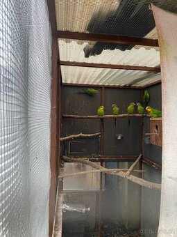 Prodám papoušky nádherné