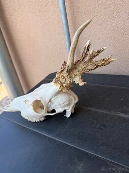 Srnci trofeje rarity