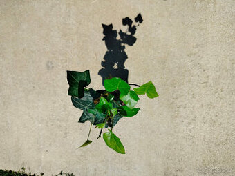 Prodám Břečťan (Hedera), vhodný i do terária