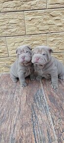 Sharpei lilac,Shar pei,Shar-pei,sharpej