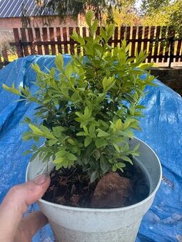 buxus cca 20 cm - 1