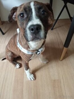 Amstaff krásná fenka