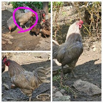 Prodám kohouta Araukana Levandule