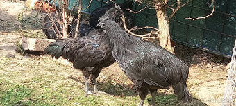 Ayam cemani - mladí kohouti