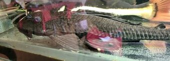 Gibiceps - 1