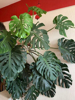 Monstera deliciosa (Monstera skvostná) 2 kusy - 1