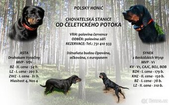 Štěňata Polský honič