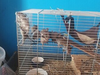 Osmaci degu  6 mláďat kluku nebo 1 holku která je  matkou.