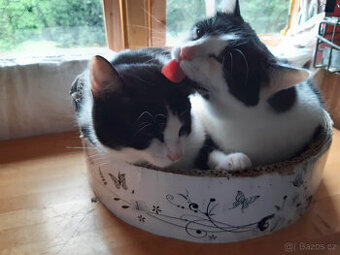 KOČIČKY ZŮSTALY SAMY PO SMRTI PANIČKY