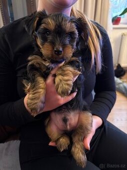 Prodám štěňátka – Jorkšír Biewer yorkshire terier