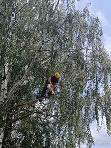 Rizikové kácení, ořezy stromů, řez ovocných stromů

