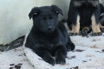 Německý ovčák s PP - štěňata - fenky k odběru