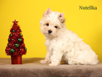 Jorkšírský teriér luxusní sněhobílá holčička, s PP, York