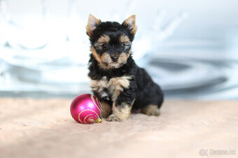 Jorkšírský teriér štěnátka s PP, York , Yorkshire -leden