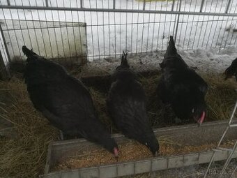 Rýnské slepice a kohouti