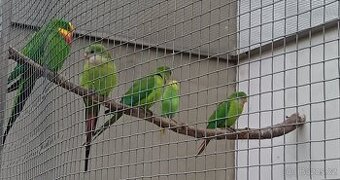 Papoušek nádherný