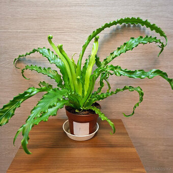 Asplenium Antiquum Osaka