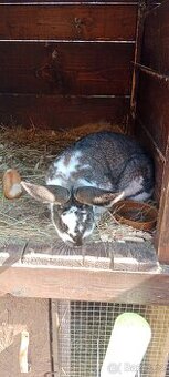 Prodám samici králíka kříženka strakáč/kal/beran