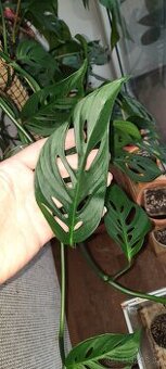 Monstera Spp laniata